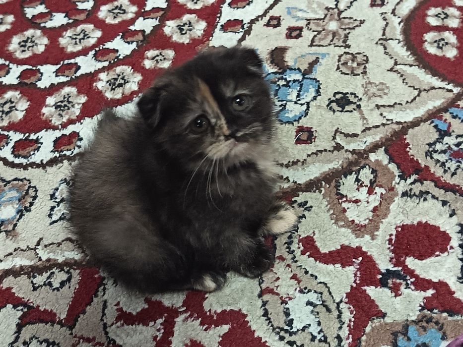 Зотдор скоттиш фолд мушукча сотилади.Акилли ва уйинкарок.