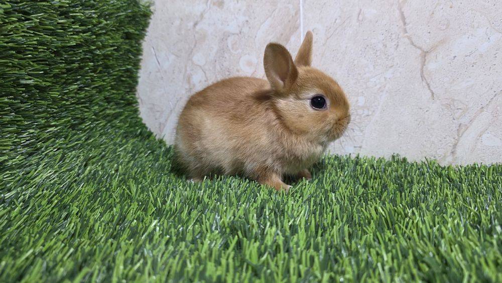 Карликовые кролики / karlik quyonlar
(1,5 месячные и старше)