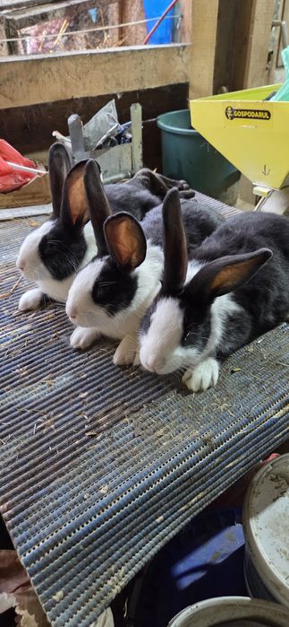 Hycole francez tineret