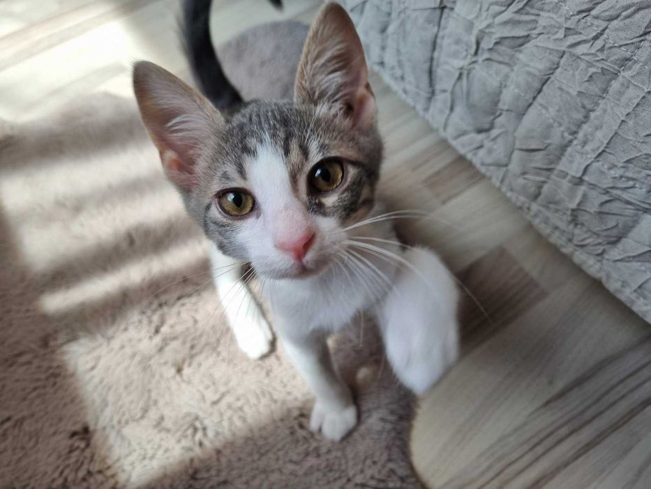 Търси се дом за млад и енергичен котарак