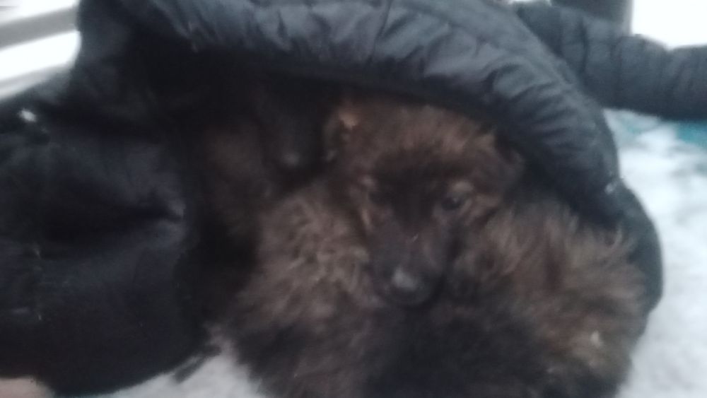 Отдаю щенков в добрые руки