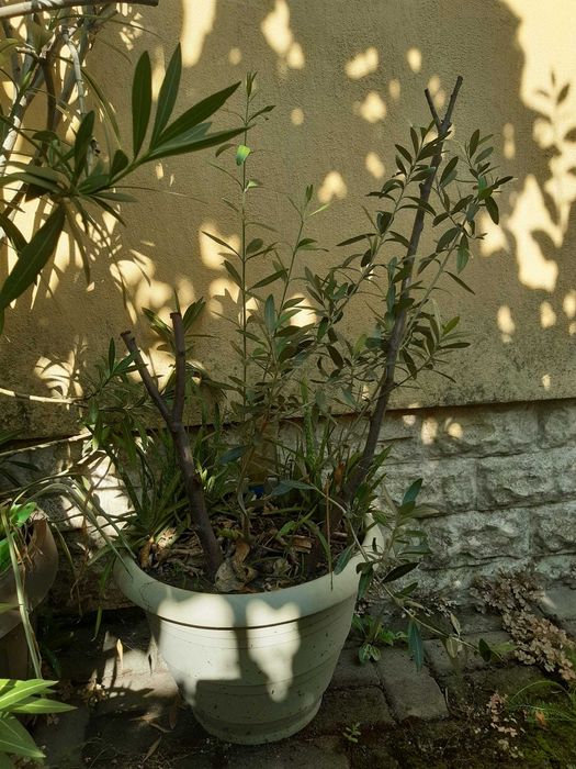 Pomi de vânzare (plus plante purificatoare de aer)