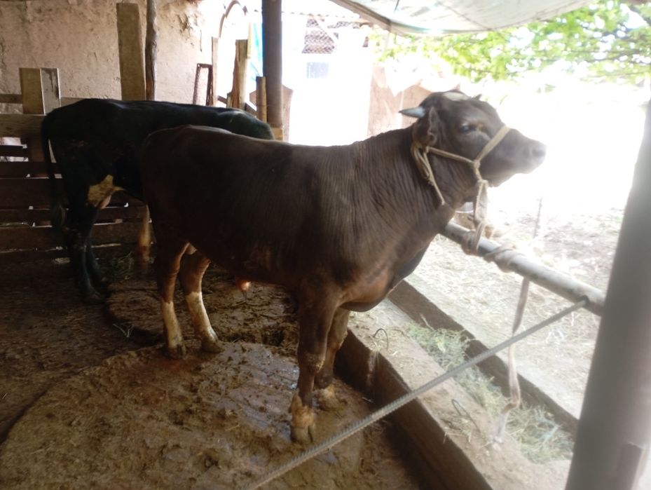 Домашний бычки!!!