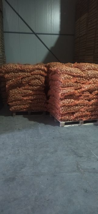 Cartofi de sămânță carera