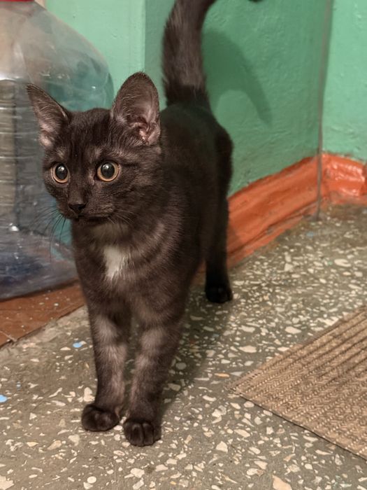 Котенок, черненькая девочка