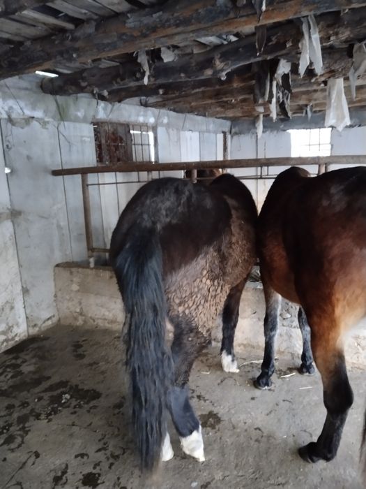 Дөнежін байтал сатылады