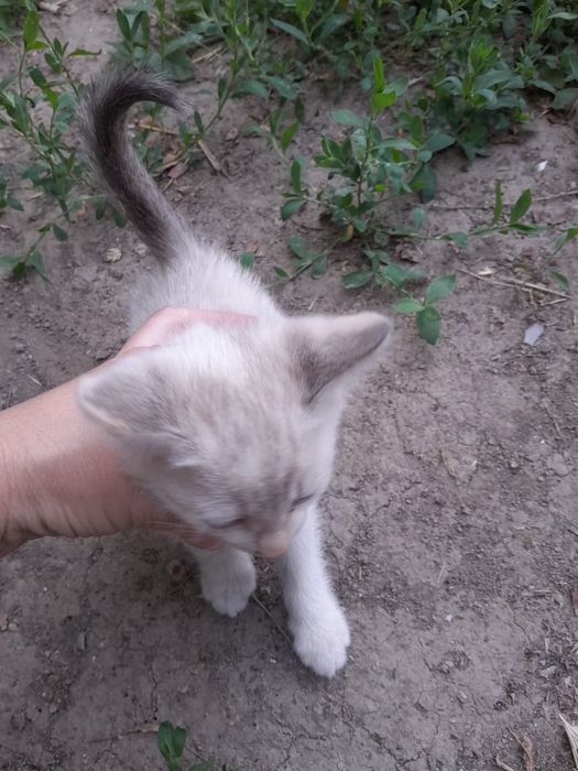 Отдам котят срочно