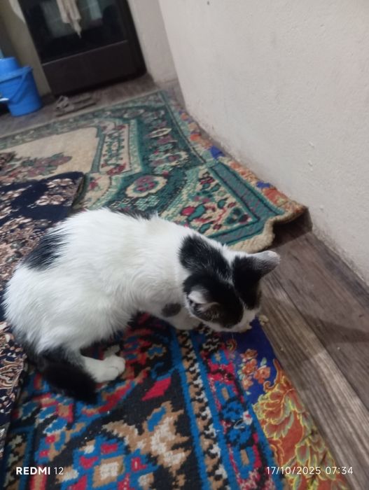 Qiz bola mushuk beriladi