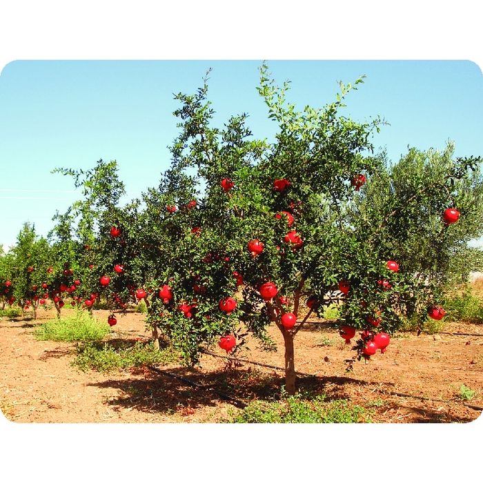 Pomi exotici fructiferi