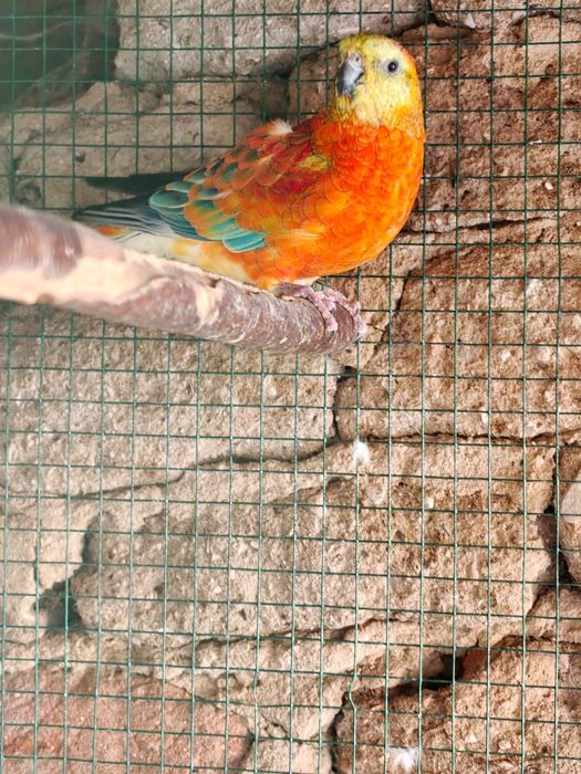 Продавам папагали