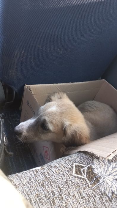 Тазы күшік сатам 3 ацлық