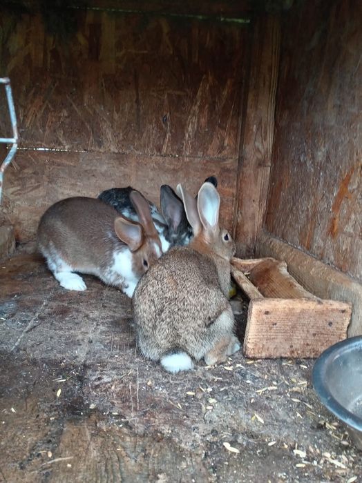 Vând iepurii și mai mari și mai mici