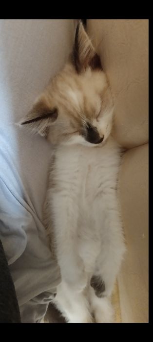 Отдаем котёнка хорошие добрые руки