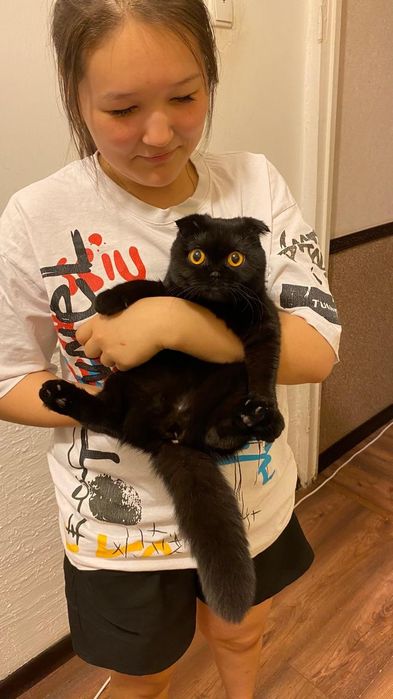 Шотландская вислауха