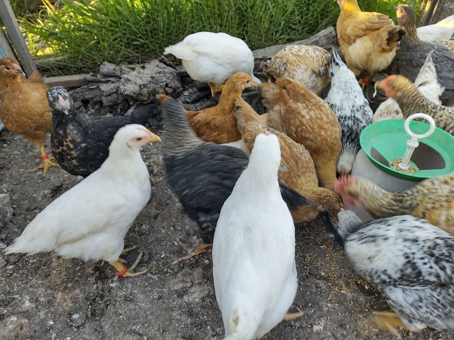 Пиленца на месец и половина