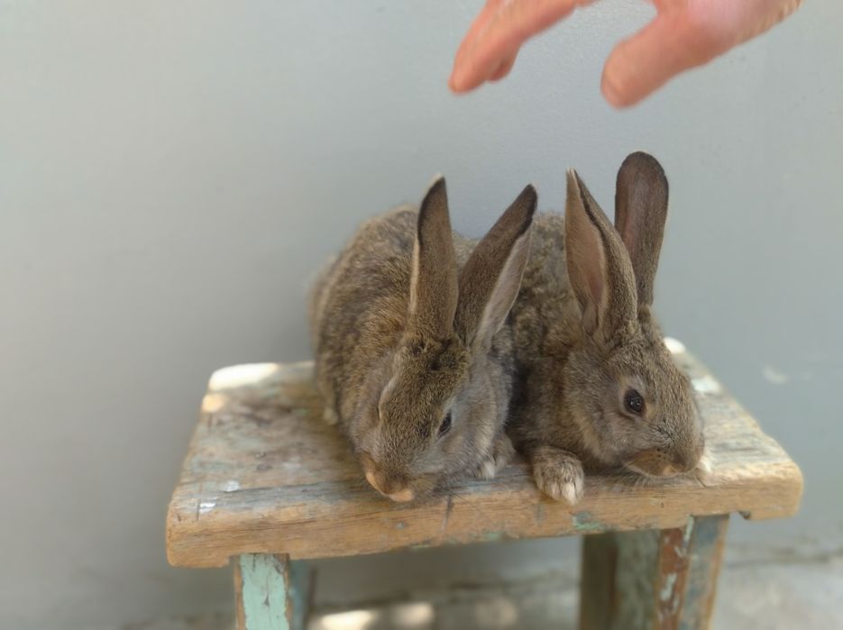 Quyon sotiladi flandr