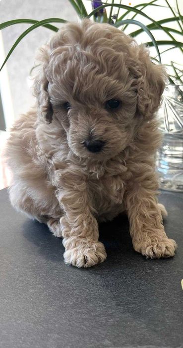 Той/тийкъп пудел кученца – Варна