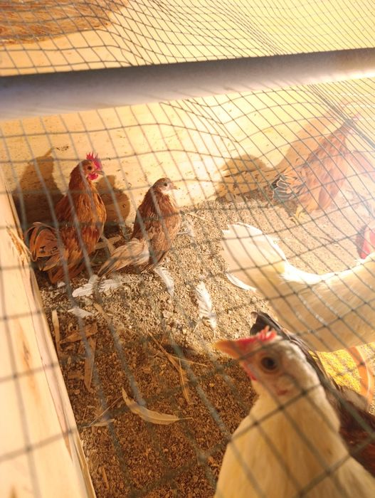 Yapon Tovuq Xorozlar sotladi