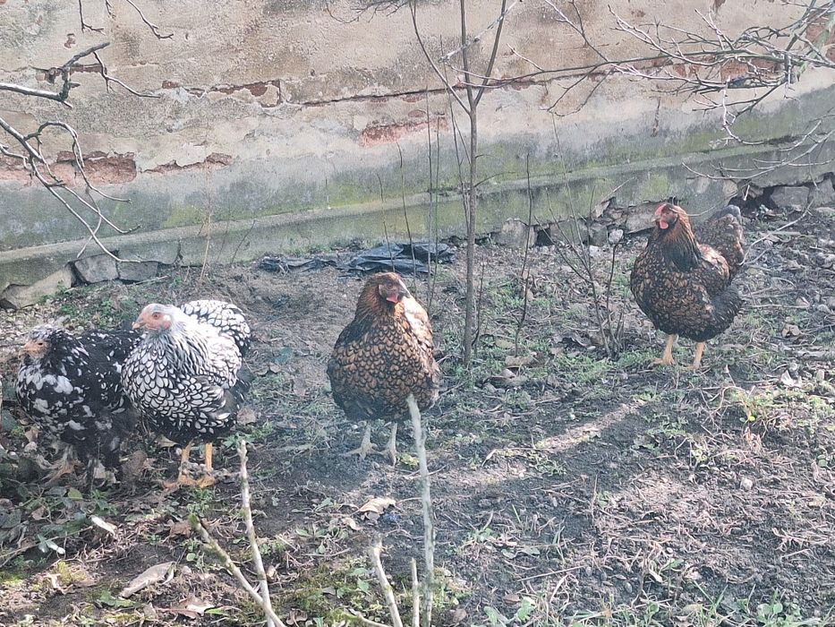 Oua de gaina pt incubat