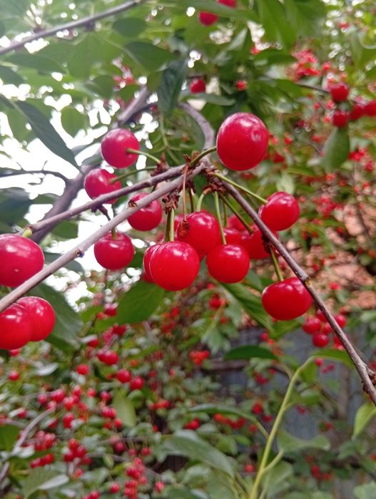 Черешня садовая,кисло-сладкая