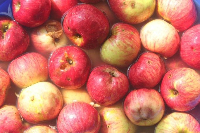 Pomi Fructiferi deosebiti  mar cretesc de prahova