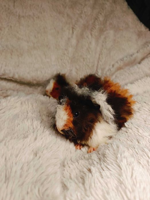 Морски свинчета альпако и зайчета