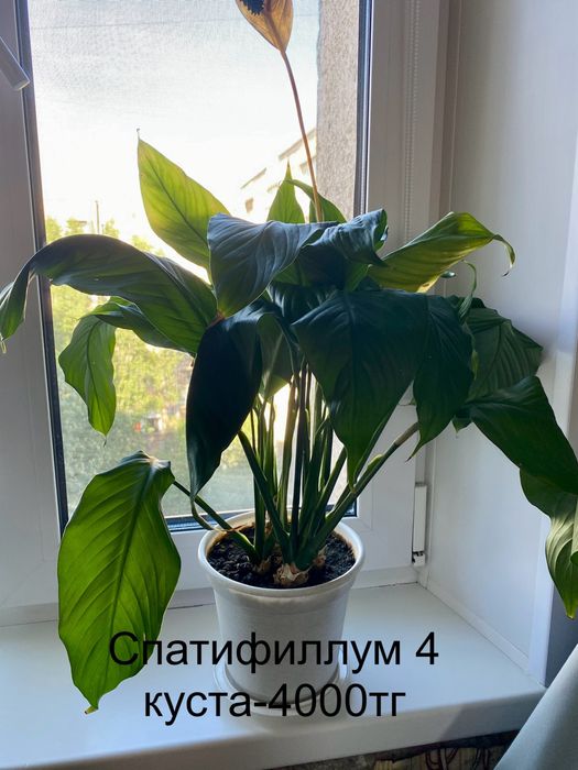 Комнатные цветы(растения)