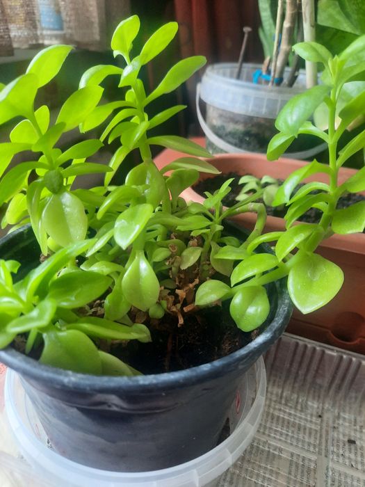 Цветы домашние разные