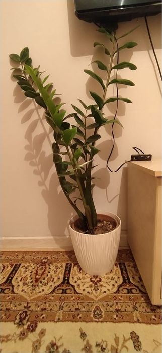 Долларовое дерево, цветы