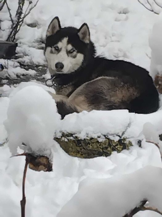 husky de vanzare