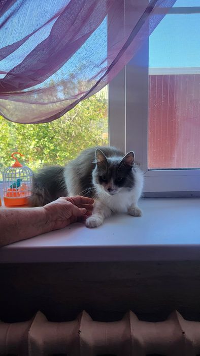 Молодой котик в добрые руки