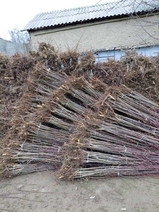 Serhosil, ishonchli g'aynoli, olxoʻri, sliva kochatlar