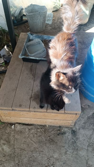 Отдам 4 котят бесплатно