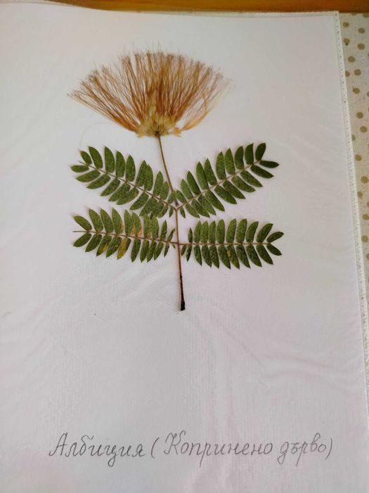 Ученически хербарии 3-7 клас, 17 стр. РЪЧНА декорация