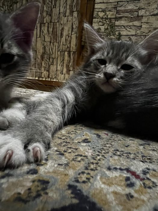 Котята. Отдам в хорошие руки