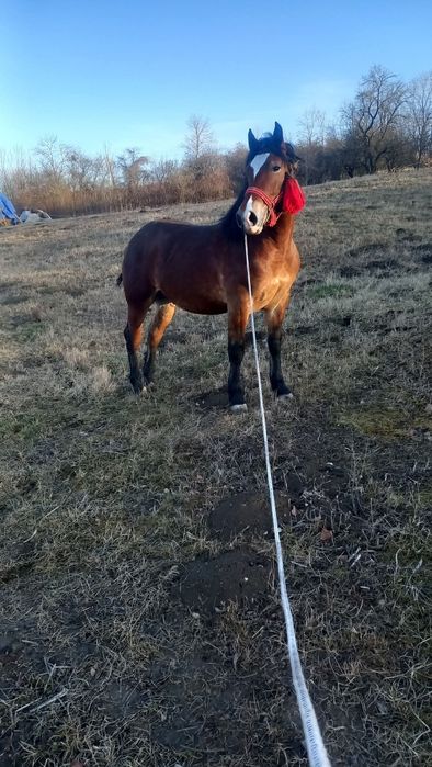 Vând harmasar de 4 anii este cuminte și garantat de tras