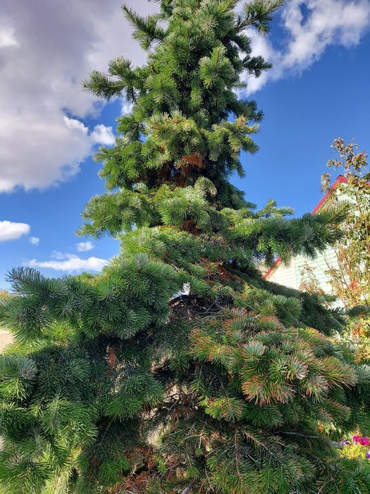 Лечение хвойных расстений