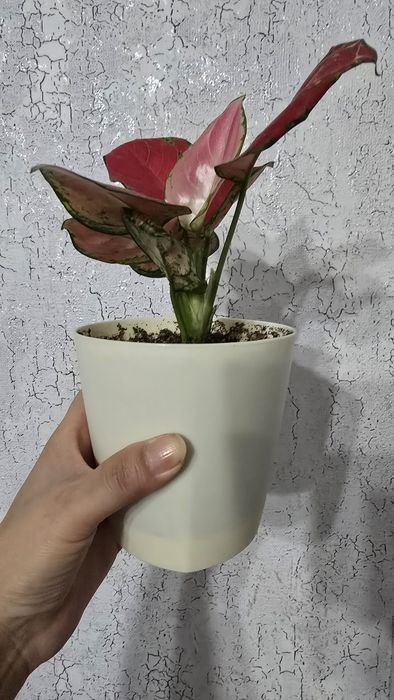 Продам Аглонему (адаптирован)