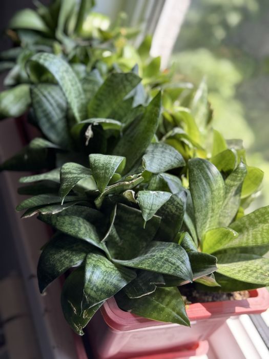 Цветы домашние растения