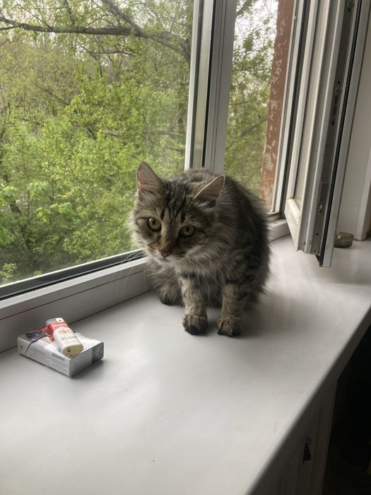 Котята Майкун бронь
