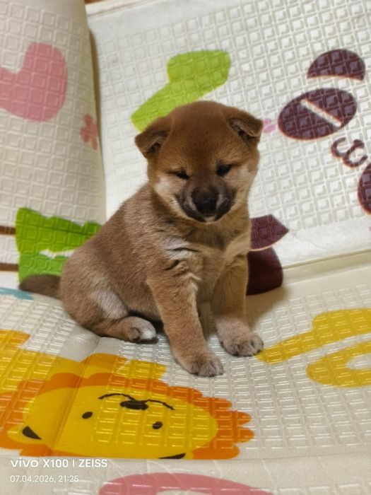 Шикарный щенок сиба- ину.