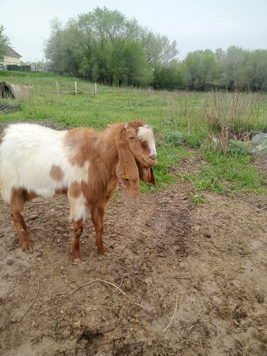 Продам Козлика камори