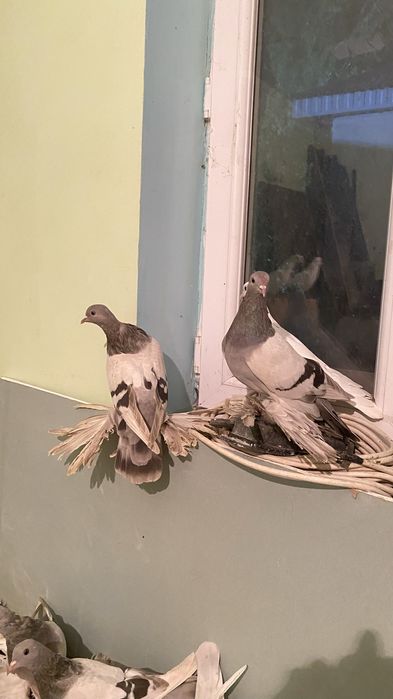 Гарантия 16 ггпрор