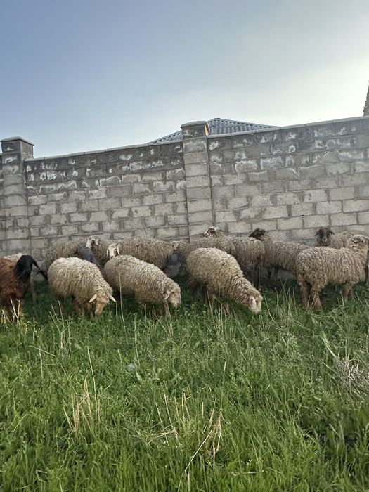 Продам жирных баран !