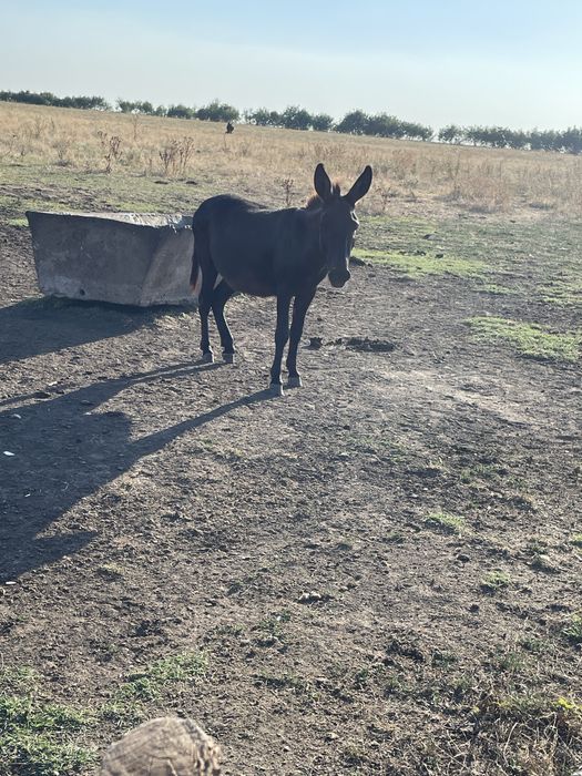 Vnd magar e mascul la un an jumate