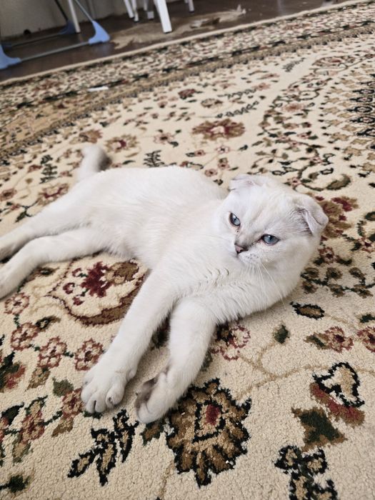 Шотландский выслоухий малчик