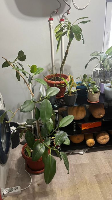 Цветы с потставкой