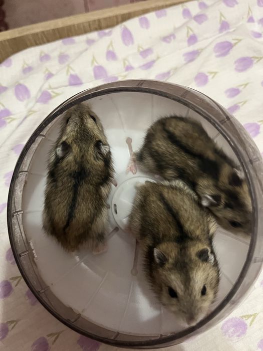 Хомяки Джунгарики