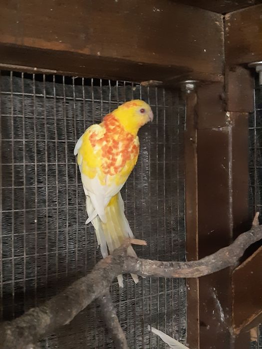 Продавам пойни папагали, финки и диамантени гугутки