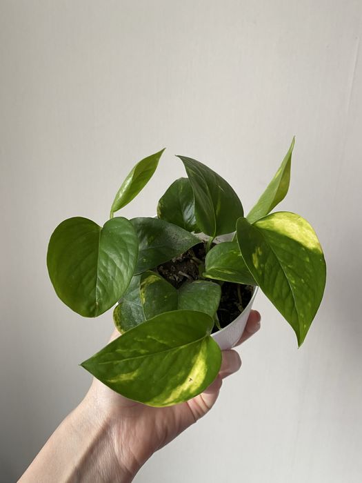 Голфингер это лиана